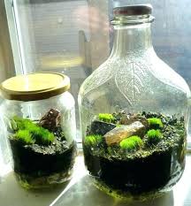 Choosing The Best Terrarium Container Self Sustaining Ecosystem How To Make Terrariums Terrarium Jar Terrarium Containers