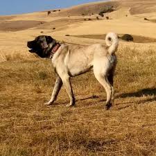 Pin On Kangal Dog