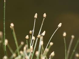 Image result for Eleocharis geniculata