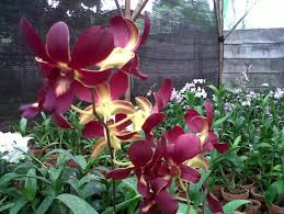 Maybe you would like to learn more about one of these? Cara Budidaya Anggrek Yang Benar Bibitbunga Com