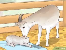 You also need to have plenty of large bath towels — at least one for every kid you are expecting, plus one or two extras just in case you get a surprise. How To Care For Baby Goats 15 Steps With Pictures Wikihow