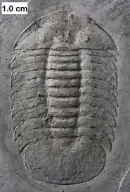 See full list on australian.museum Trilobite Wikipedia