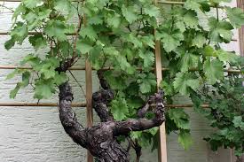 Wer kompost im garten hat, kann davon immer mal wieder etwas in die hopfenerde einarbeiten.ich hab mich für das düngen mit brennnesseljauche entschieden. Hopfen Humulus Lupulus Sehr Beliebte Starkwuchige Kletterpflanze Schnellwachsend Und Winterhart Native Plants