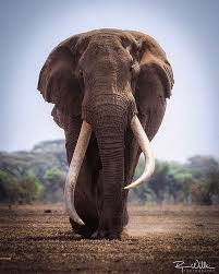What A Giant Great Shot Bull Elephant Majestic Animals Elephants Photos