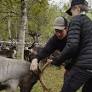 Local Politicians in Sorsele Oppose National Government's Reindeer Husbandry Proposals