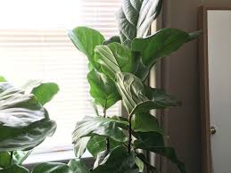 Turn the plant every few months once it begins to lean towards the light. What Causes Fiddle Leaf Fig Leaves To Lean Straight Up
