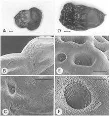 Image result for Cyanastrum johnstonii