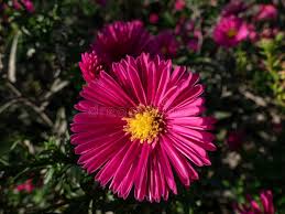 Image result for Asters `Jenny