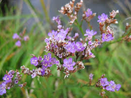 Image result for Limonium vulgare