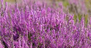 Die Herbst Und Winterbepflanzung Im Blumenkasten Bringt Gute Laune Und Farbenpracht Haus Garten Profi In 2020 Pflanzen Kubelpflanzen Winterharte Stauden