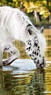 Black And Brown Spotted Horse Horseriding Horserider Equine Gorgeous Spotted Horse Taking A Drink Out Of The Creek Horses Appaloosa Horses Beautiful Horses