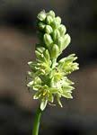 Image result for Albuca virens