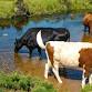 Water Wise Farming: Business Resilience, Grants  event image