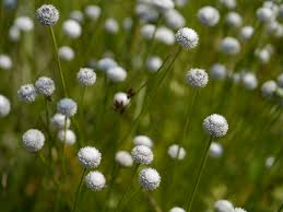 Image result for Eriocaulon inyangense