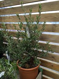 Un atout important pour structurer votre jardin. Entretenir Son Olivier En Pot Rempoter Taille Et Arrosage