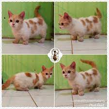 Lalu, apa itu kucing munchkin? Kucing Munchkin Kaki Cebol Shopee Indonesia