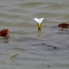 Image result for Ottelia exserta