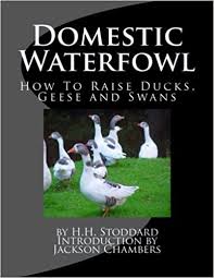 The modern homesteader's guide to keeping geese is a great comprehensive beginners guide, and keeping geese: Domestic Waterfowl How To Raise Ducks Geese And Swans Amazon De Stoddard H H Chambers Jackson Fremdsprachige Bucher