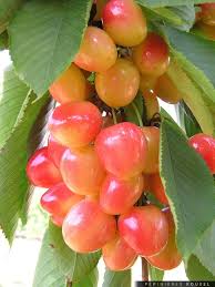 Cerises Frutas E Vegetais Frutas Tropicais Frutas Exoticas