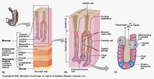 Chemical Digestion In The Stomach Digestive System Human Anatomy And Physiology Body Anatomy