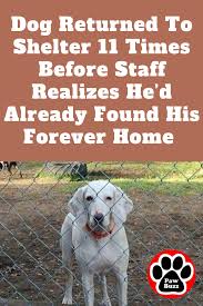 Dog Returned To Shelter 11 Times Before Staff Realizes He D Already Found His Forever Home Anxious Dog