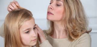 Nits are usually located on a single hair shaft, around a quarter of an inch away from the scalp. How To Effectively Use A Nit Comb Safe Sound Health