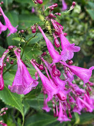 Image result for Strobilanthes hamiltoniana