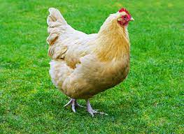 Kumpulan gambar sketsa ayam, gambar sketsa ayam jago bangkok, gambar sketsa ayam yang mudah, gambar sketsa ayam goreng, sketsa ayam betina, cara gambar ayam untuk anak tk. 21 Gambar Ayam Betina Arka Gambar