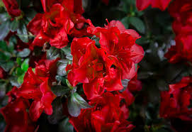 Oak trees, spruce trees, birch trees, jungle trees, and many more, but the newest type of tree in one of the major differences between azalea trees and the usual tree types is that an azalea. Autumn Fire Encore Azaleas For Sale Online The Tree Center