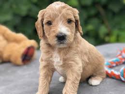 He has a lot of energy and will need a lot of mental and physical exercise throughout the day to burn through his puppy energy. Mini Goldendoodle For Sale Texas