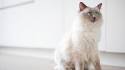 The 10 Most Popular Cat Breeds - Catster