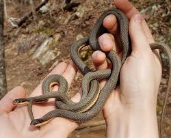 Although many people irrationally fear garter snakes, they are actually beneficial in controlling garden pest populations such as slugs. Snake Profile Queen Snake With 9 Amazing Pictures