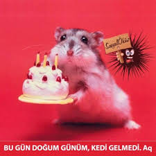 Dogum Gunu Olanlara Gelsin Iyiki Dogdunuz Sosyalokuz Fare Guzel Kutlama Resim Dogumgununkutluolsun Dogum Pasta Dogumgunu Kedi Dogumgunupas Fareler Kedi Doga