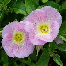 Showy Evening Primrose Wildflower Gardening Seeds 4 Oz Wild Flower Garden Seeds Aka Mexican Prim Rose Oenothera Walmart Com Walmart Com