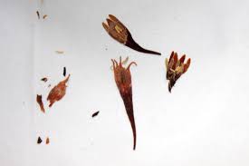 Image result for Adenia stenodactyla