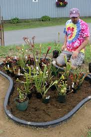Just be sure that the bog garden gets as much sun as possible (or, supplemental lighting with fluorescent tubes) and maintain an inch or three of water in the bottom How To Grow Cp S In An Outdoor Bog Garden