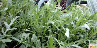 La Roquette Culture Et Entretien Astuce Jardin Plante Jardinage Potager