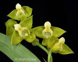 Image result for Polystachya campyloglossa