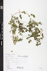 Image result for Phyllanthus nummulariifolius