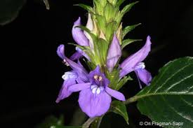 Image result for Anisosepalum alboviolaceum