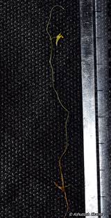 Image result for Utricularia scandens