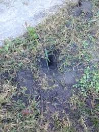 Squirrels and chipmunks bury food in shallow holes, and then come back later to retrieve it. What S Digging These Holes Sarasota Hernando House Live Food Sarasota Bradenton Venice Area Florida Fl Manatee And Sarasota Counties City Data Forum