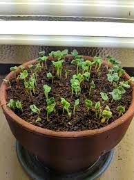 Radishes need loose earth to grow properly, so work your soil with a tiller to a depth of 12 inches deep before planting, working in a fertilizer low in nitrogen but rich in potassium and phosphorous. Indoor Grow 18 Day Radishes Day 3 Gardening