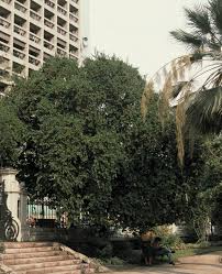 Image result for Cryptocarya