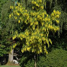 Image result for Volusia amboinensis