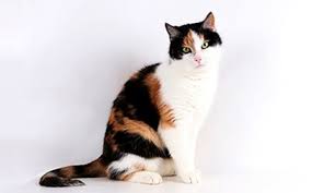 How Long Do Calico Cats Live On Average? - Quora