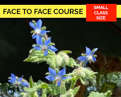 Because most edible flowers are herbs, you can enjoy a diverse range of benefits from each plant. Face To Face Course Growing Organic Edible Flowers In Singapore 17 April 2021 Am Class Home Gardeners Series