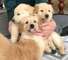 Browse thru our id verified puppy for sale listings to find your perfect puppy in your area. Golden Retriever Puppies And Dogs For Sale Pets Classifieds Jms Goldens Golden Retreivers Webster New Retriever Puppy Golden Retriever Female Golden Retriever