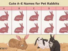 Pet Rabbit Names That Start With A Through E