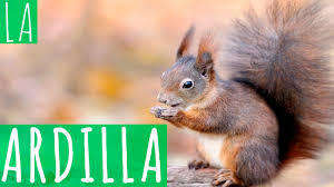 Check spelling or type a new query. Como Cuidar Una Ardilla Descubre Los Mejores Trucos Y Consejos Aqui